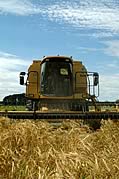 wheat